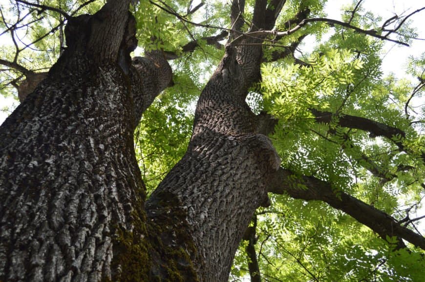 Wooden skis made from ash wood